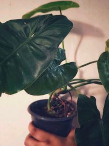 Philodendron Burle Marx [M]