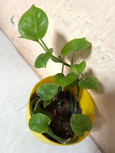 Dark green Money Plant & Pot