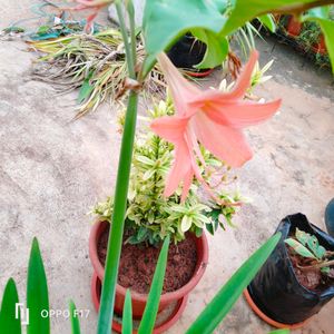 Two Colours Summer Lily Bulb, Red And Peach