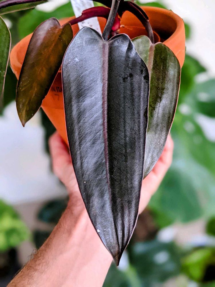 black knight Philodendron Plant