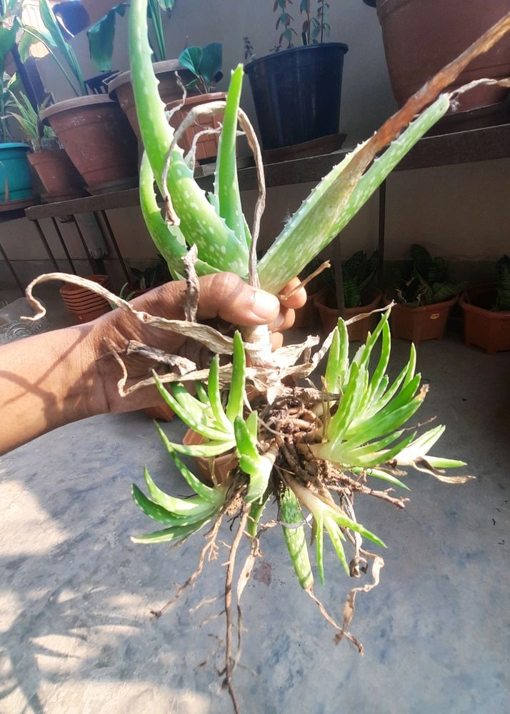 Alovera (2 Plants)