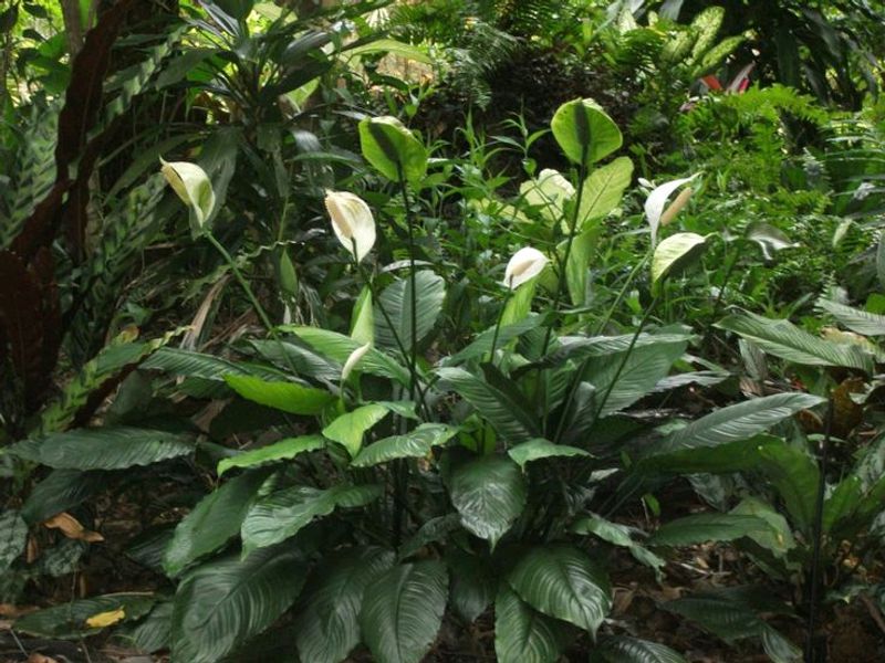 Peace Lily Plant
