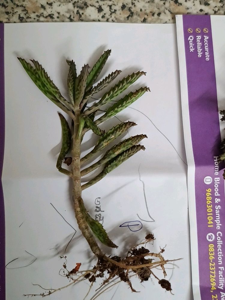 Devil's Backbone/ Mother Of Millions