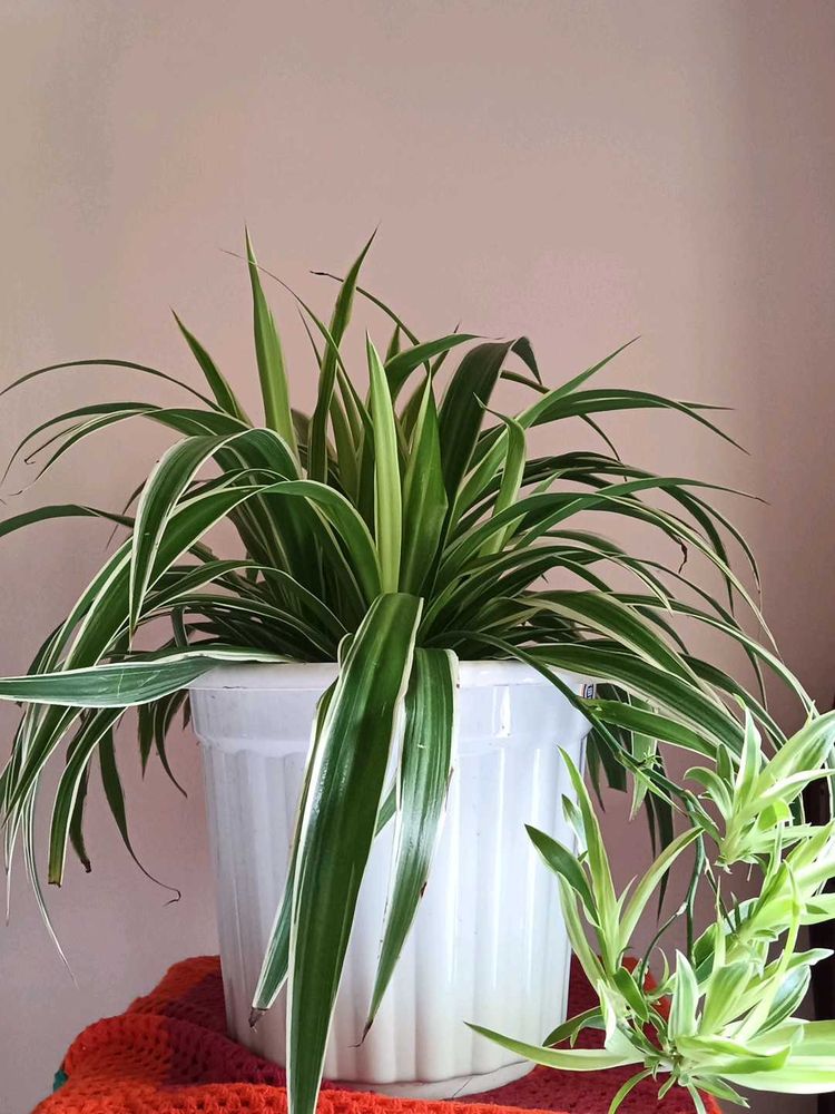 original spider plant