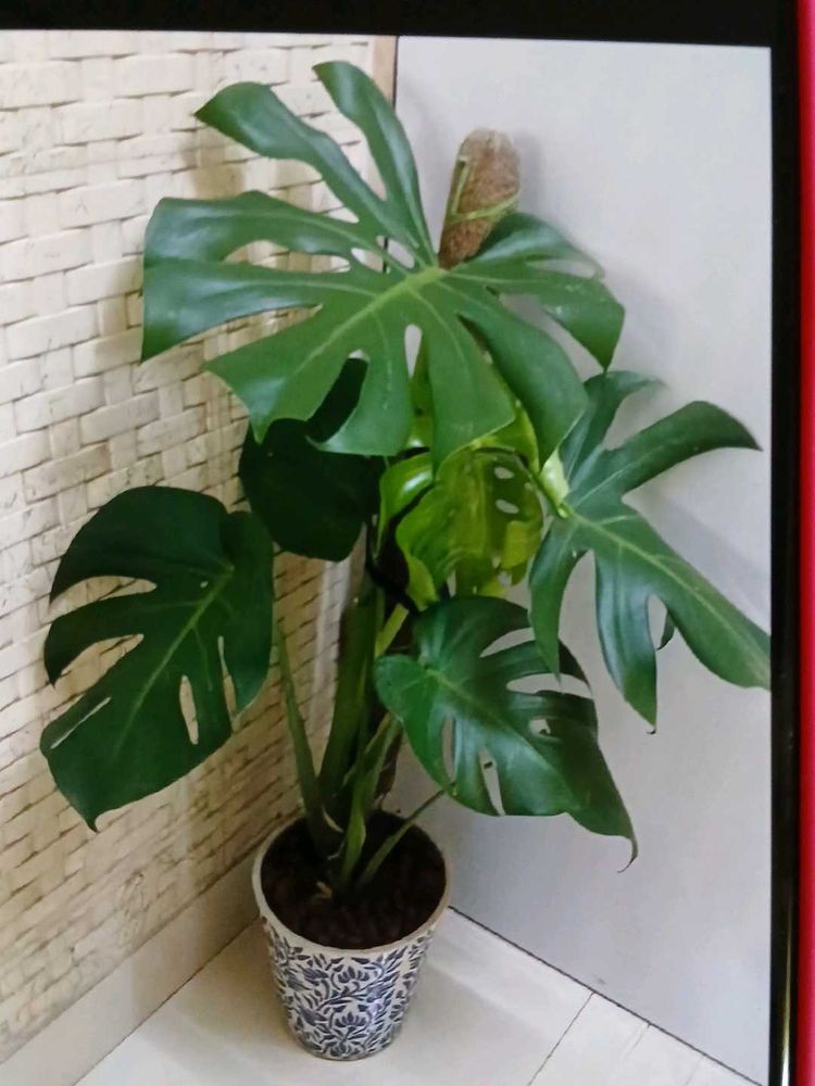 1 Monstera Plant Cutting