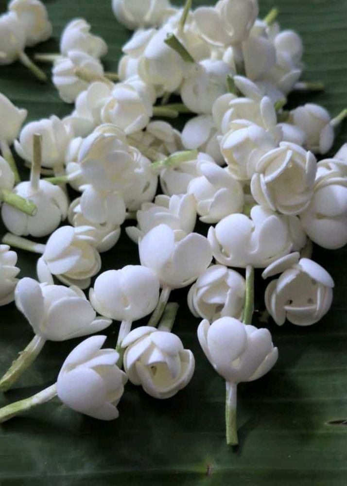 Jasmine making  petals kit