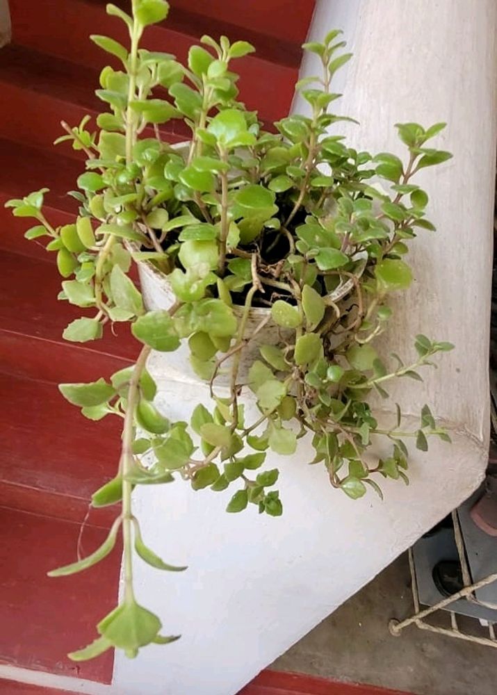 Pilea Depressa Plant &amp; Pot