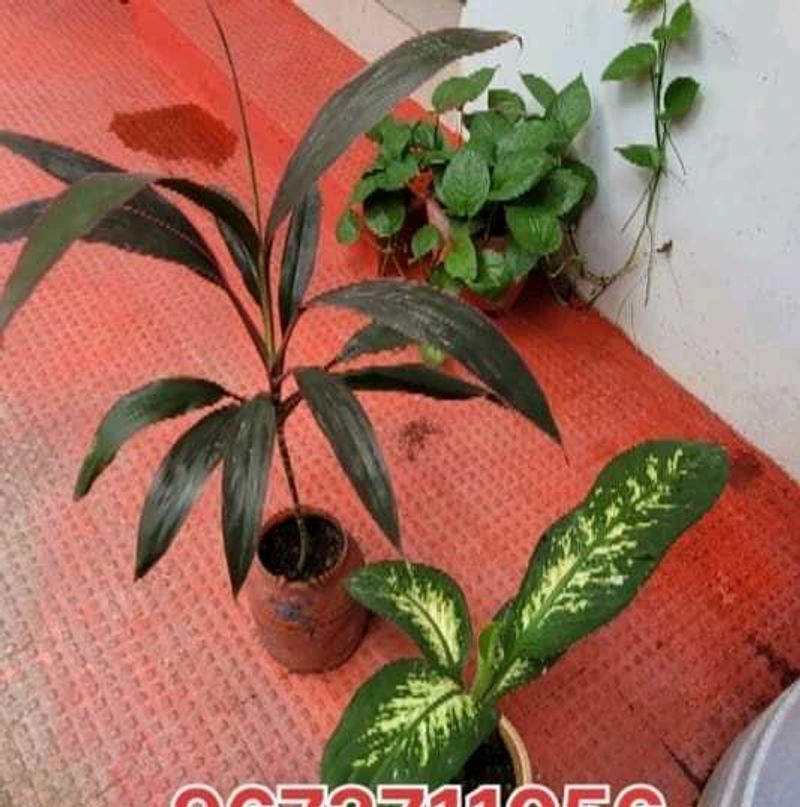 Set 3 Money &amp;.Dieffenbachia &amp; Red Areca Plant
