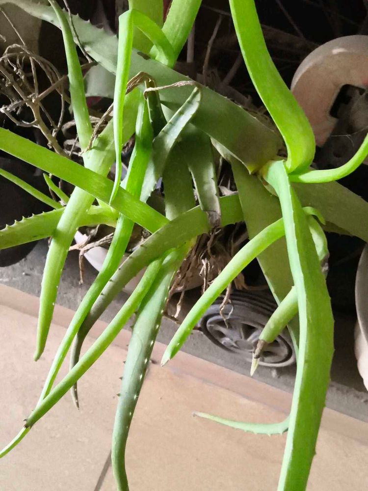 Healthy Aloe Vera Plant