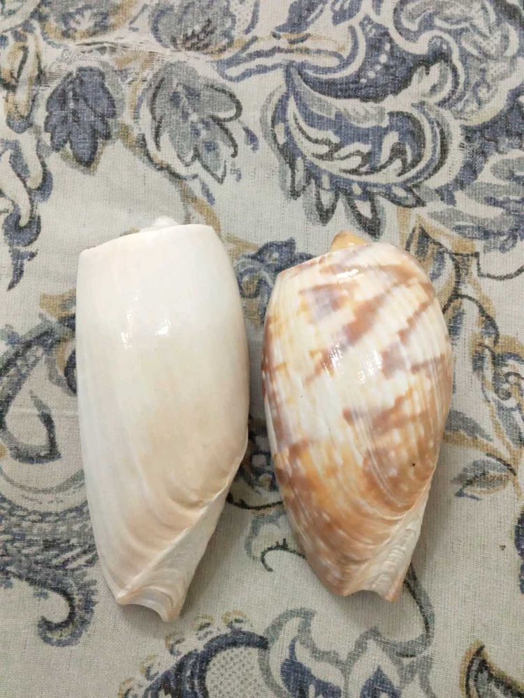 2 Natural melo  Seashell