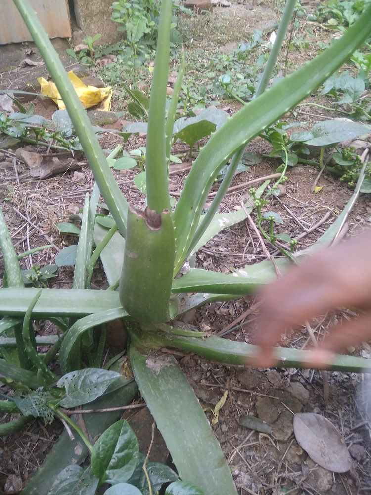 Alovera Plants 1pc