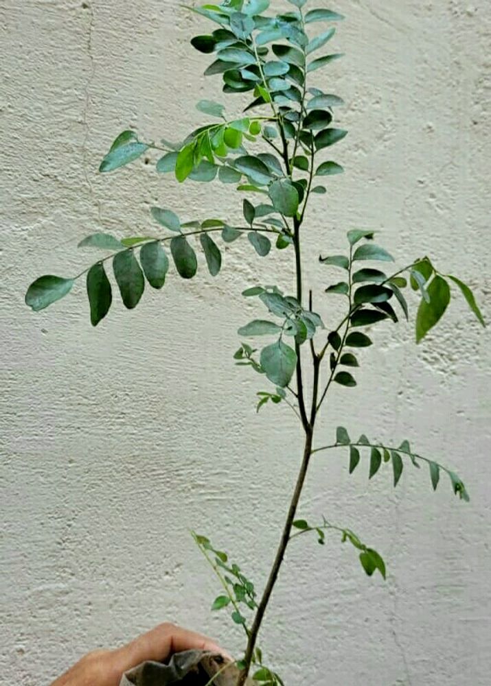Curry Leaf Plant,,🌿