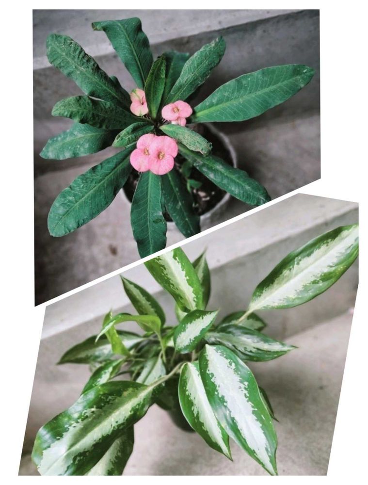 Euphorbia And Aglonema Combo