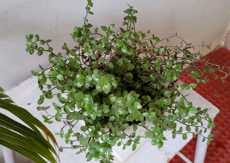 Turtle Vine Plants &amp; Pot