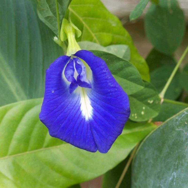 butterfly pea plant seeds