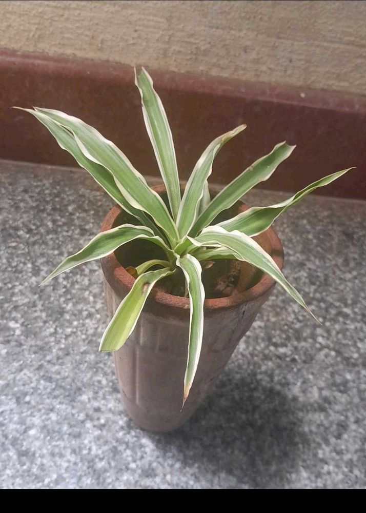 Real Variegated Spider Plant Combo