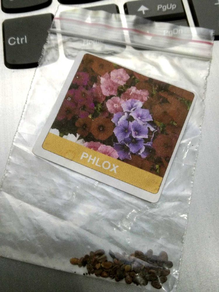 Phlox Flower Seeds