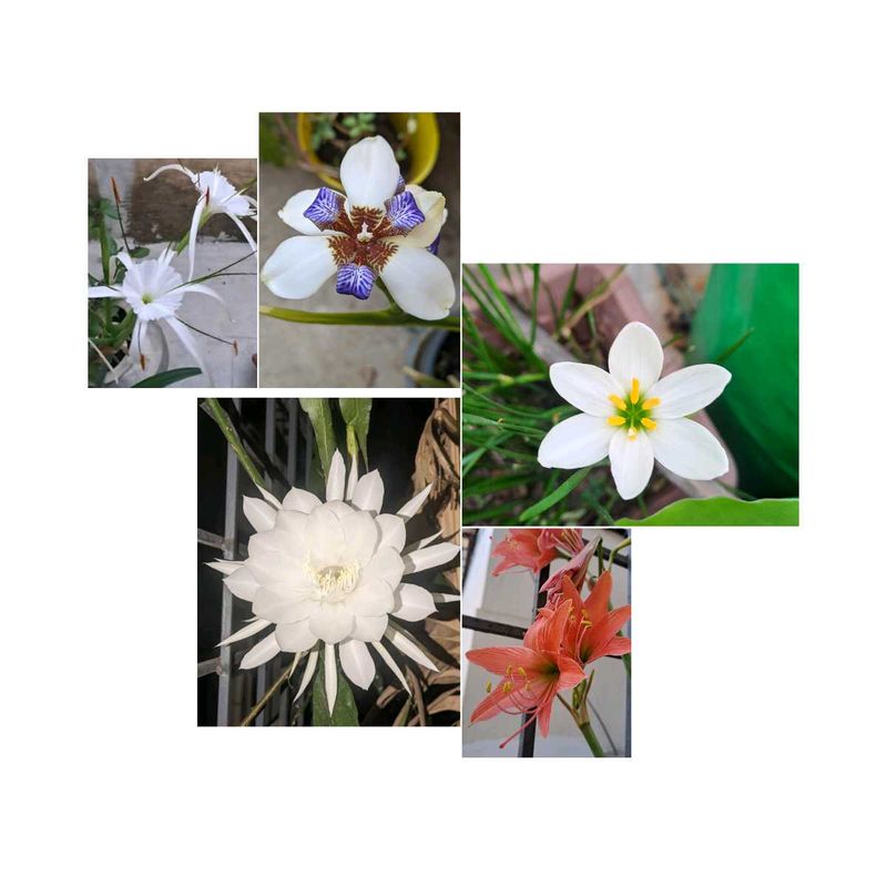 Flowering Plants Set Of 5