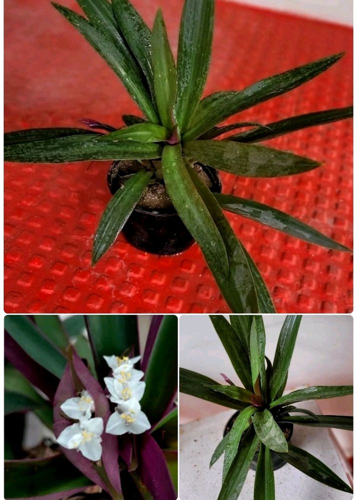 Tradescantia spathacea Plants🌵&amp; Pot