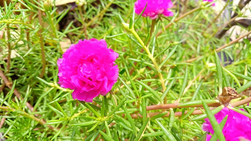 Pink flowering plant 🌸moss Rose