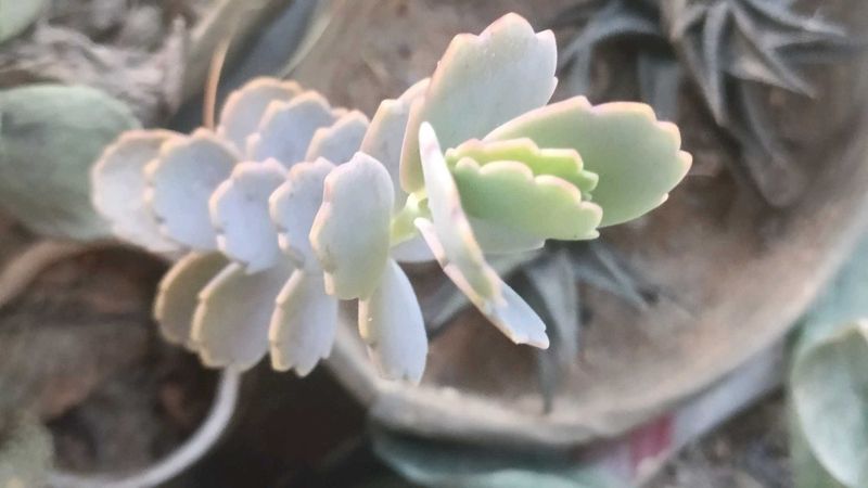 combo of 7 Beautiful Succulent Plant