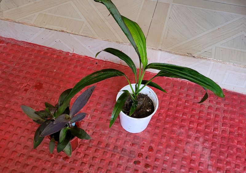 Pack 2 Dracaena Mahatma &amp; Heart Purple Plants&amp; Pot