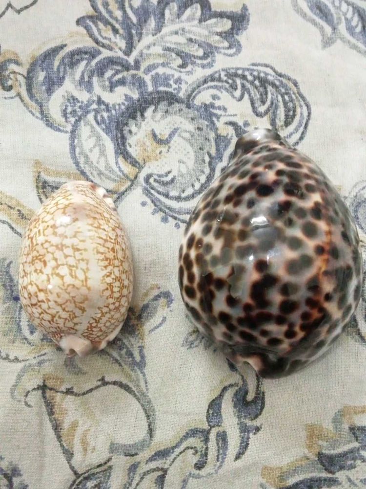 gem grade jester  and tiger cowries