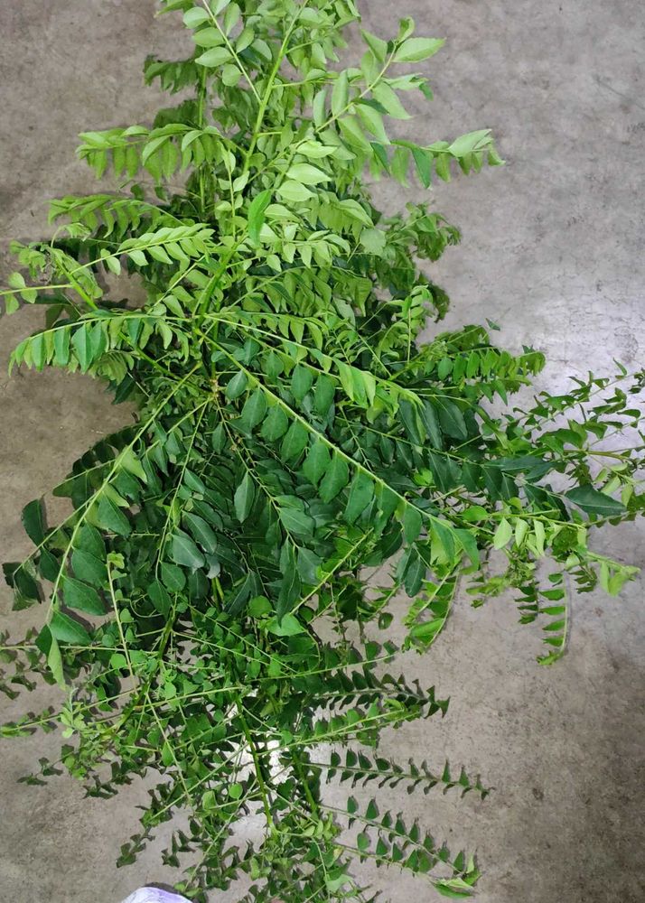 curry leaves plant