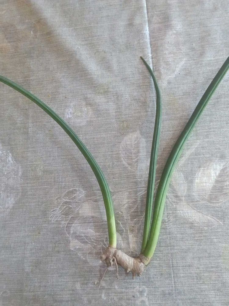 Healthy senseveria cylindrica