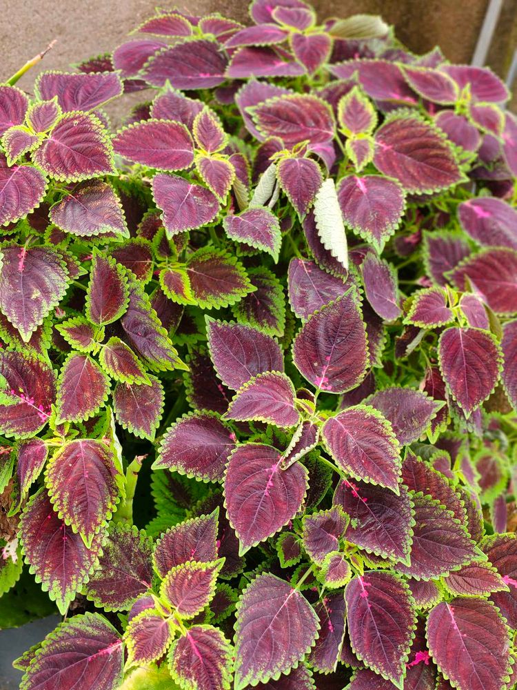 coelus plant