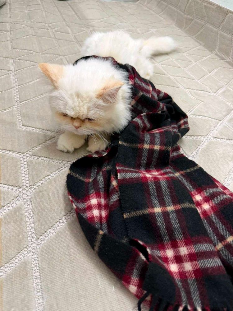Cozy Plaid Scarf