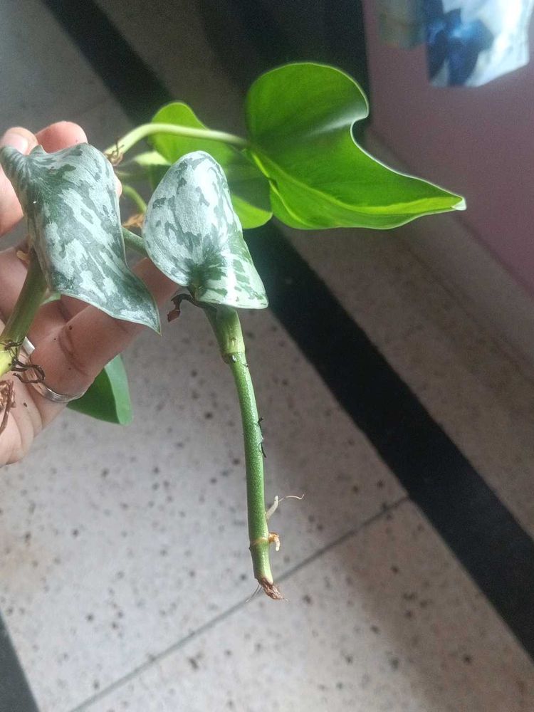 Philodendron Brasil Plant Cutting