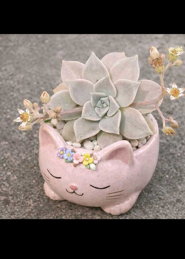 graptopetalum succulent