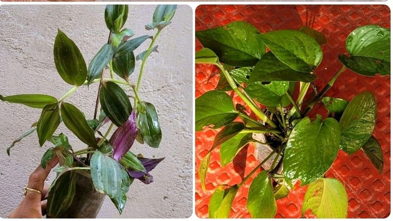 Combo Money Plant &amp; Zebrenia Plants 🌱