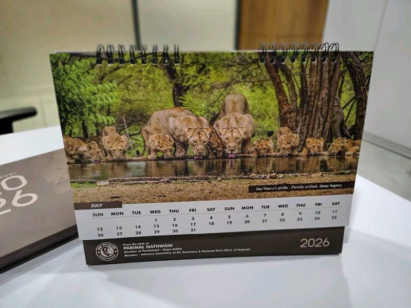 Desk Calendar - Majestic Lions