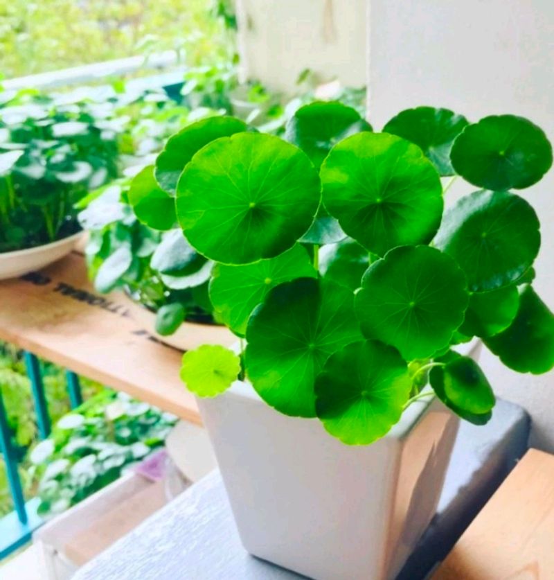 Pennywort Plant/ Coin Plant+ Money Plant Pothos