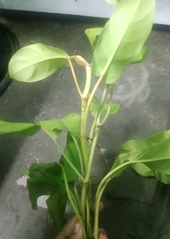 philodendron lemon( 2 plant)
