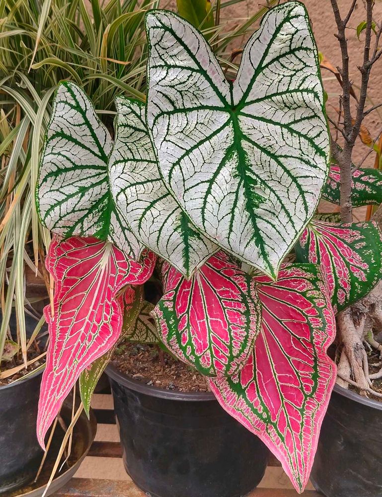 combo of two Beautiful Caladium Plant