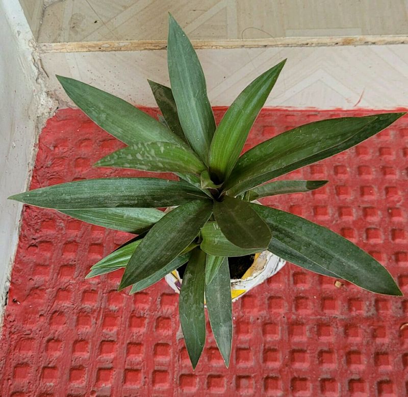 Moses in the Cradle Plant 🌵