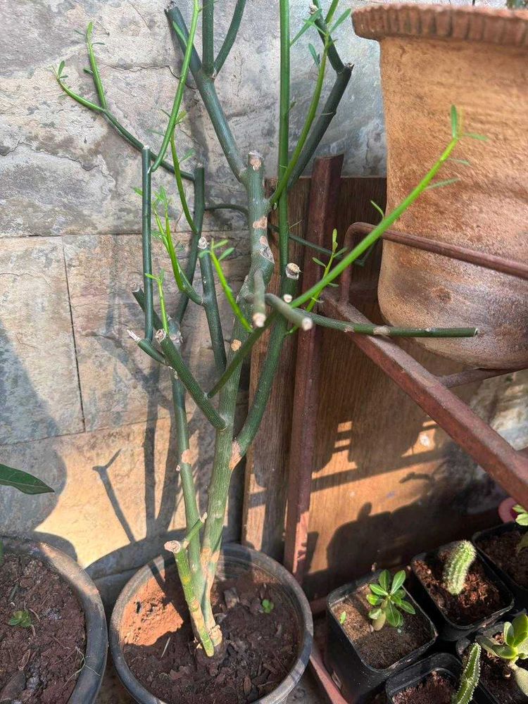 Pencil Cactus - Euphorbia tirucalli