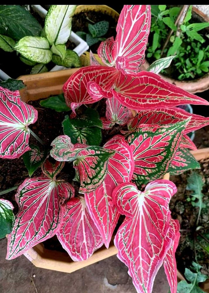 Thai beauty caladium