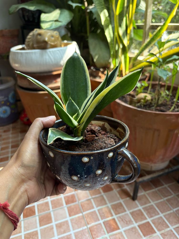Snake Plant in Decorative Pot