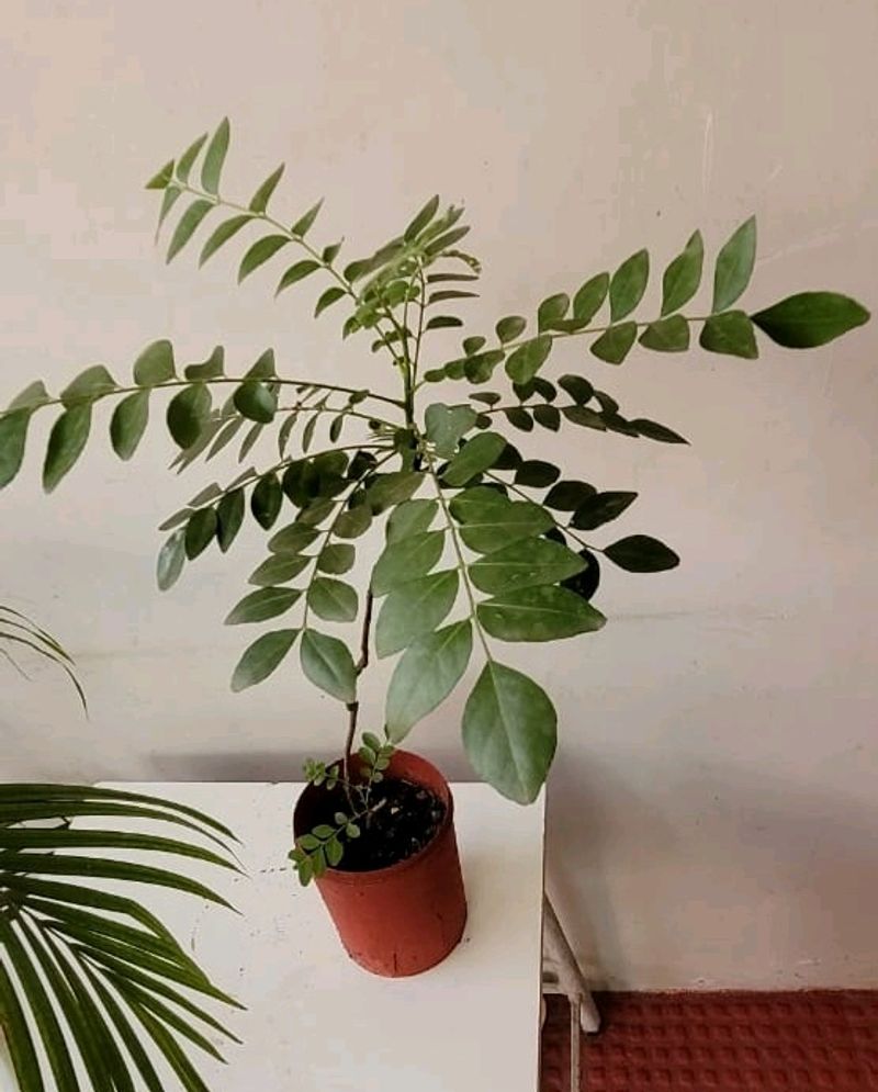 Curry Leaves Plant 🌵&amp; Pot