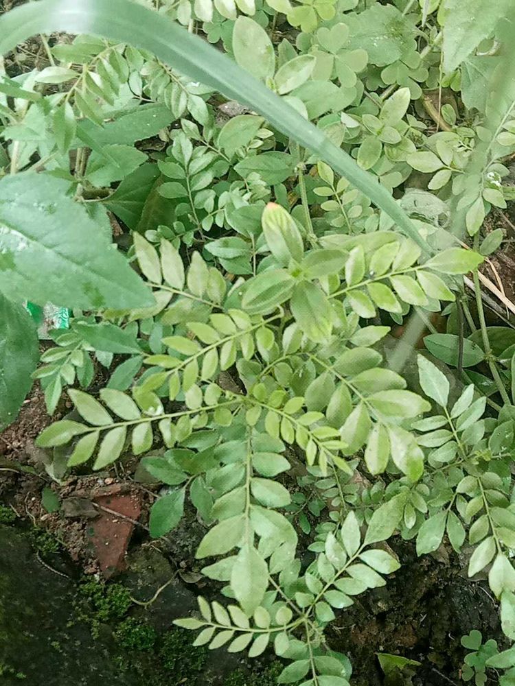 Curry Leaves Baby Plant