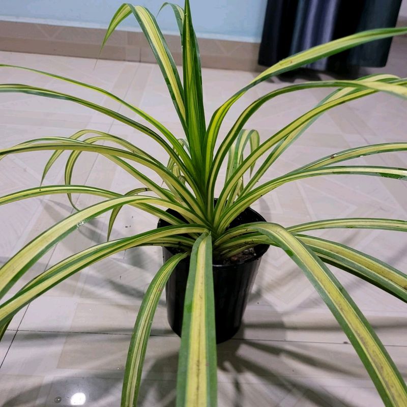 🌵Pandanus veitchii Plant 🪴 &amp; Pot