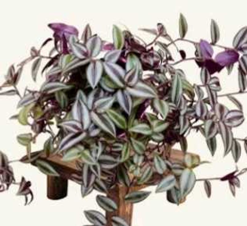 Tradescantia Zebrina Plant