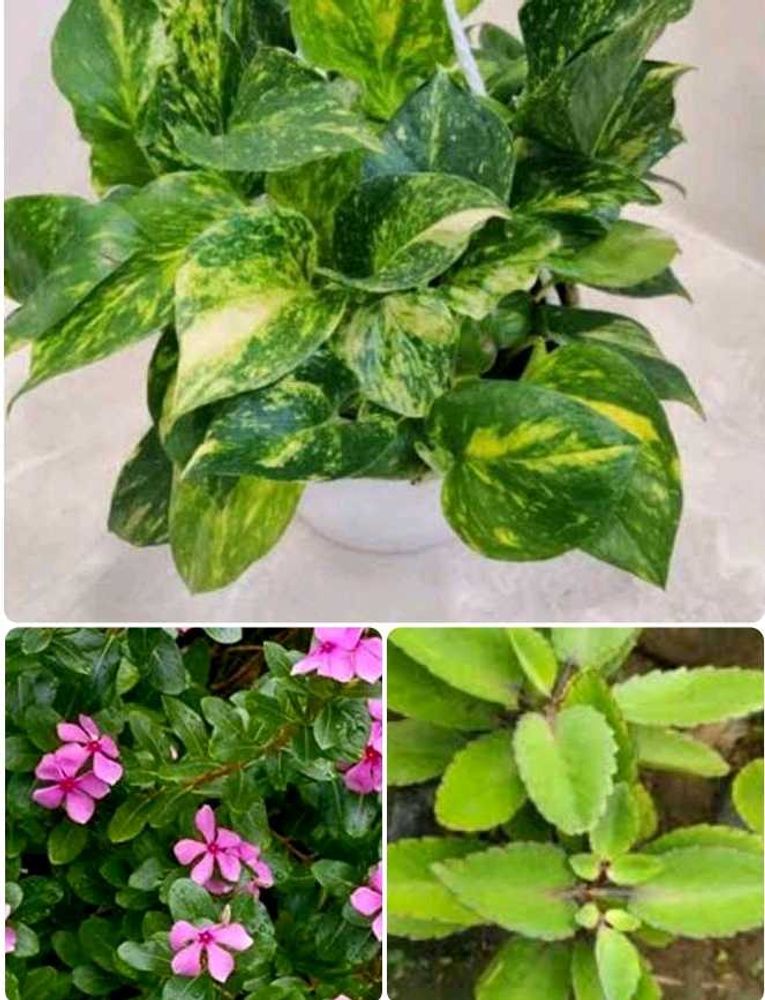 Combo Of 3 Low Maintenance Plants