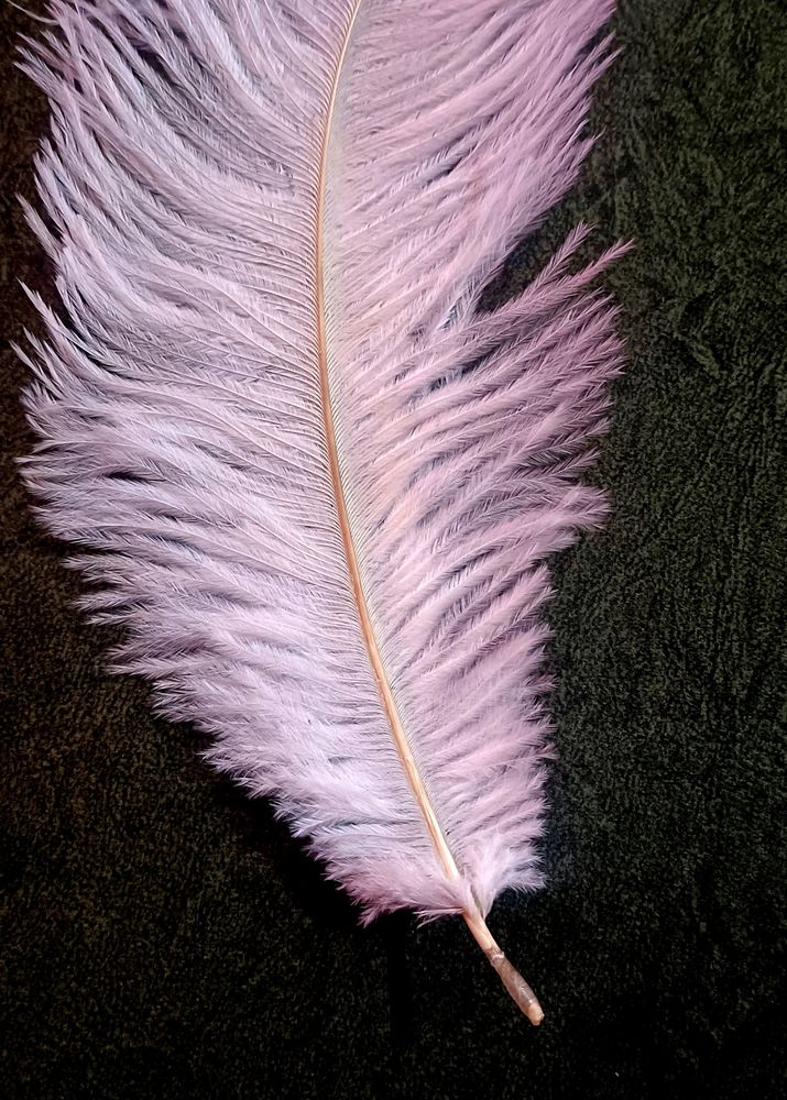 Feather For Nikkha Pen