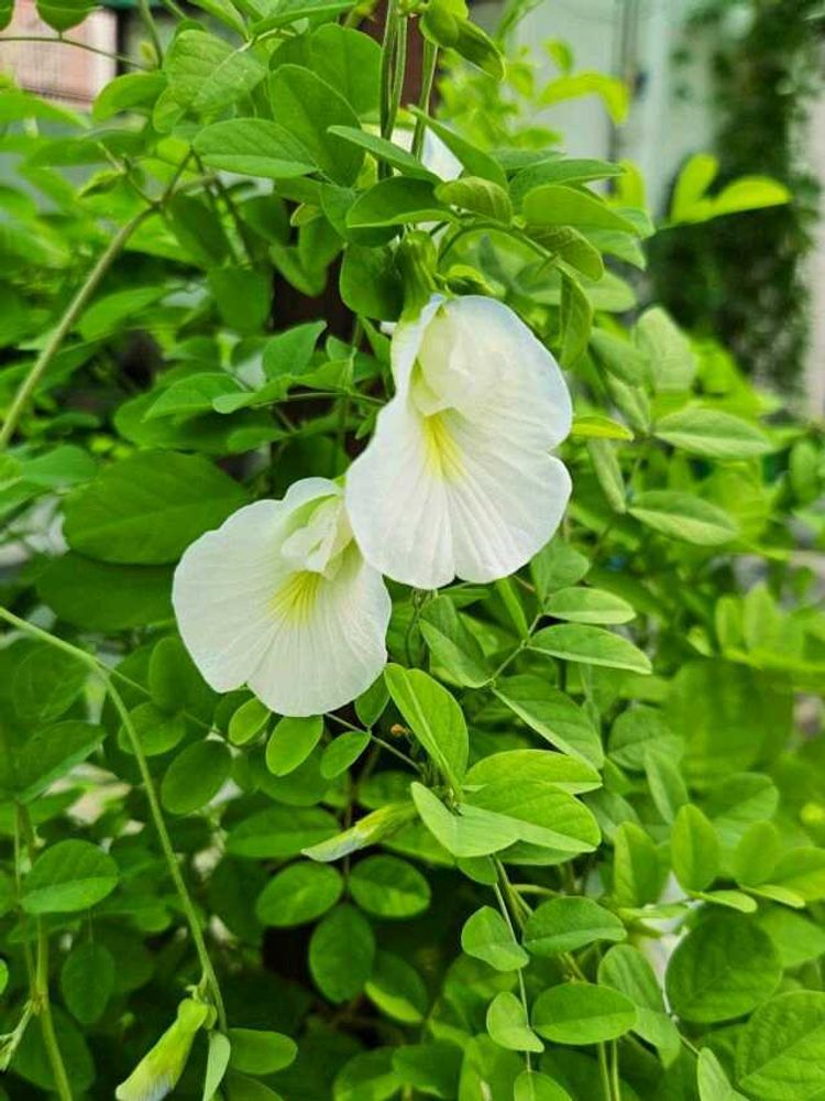 20 White Aparajita (Butterfly Pea) Flower Seeds 🌼