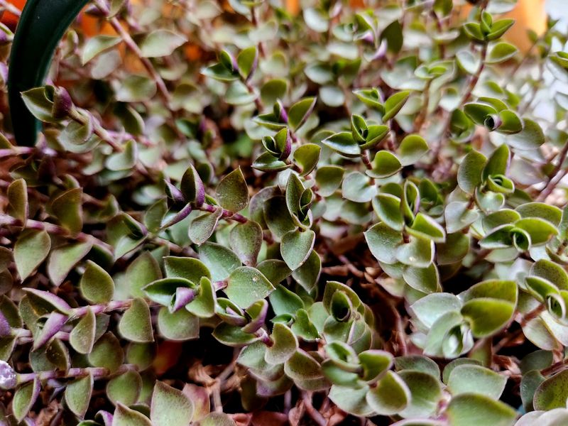 Turtle Vine